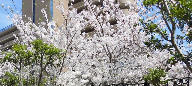 お花見